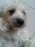 Mel