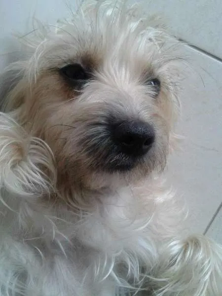 Cachorro ra a Desconhecida idade 7 a 11 meses nome Mel