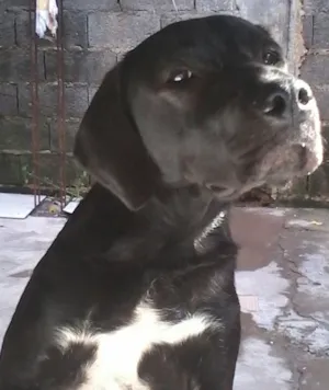 Cachorro raça SDR idade 2 anos nome Elvis