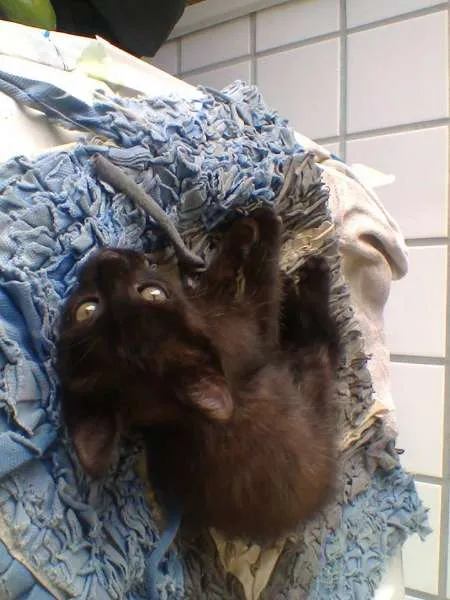 Gato raça  idade 2 a 6 meses nome Pretinho