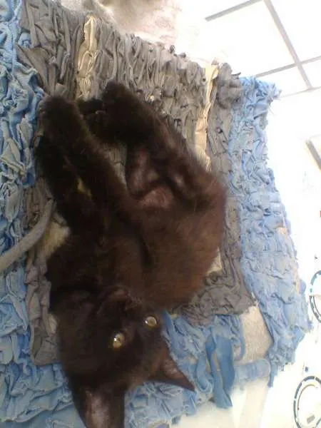 Gato raça  idade 2 a 6 meses nome Pretinho