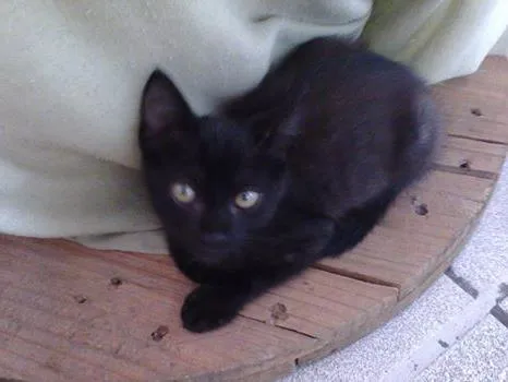 Gato raça  idade 2 a 6 meses nome Pretinho