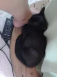 Pretinho