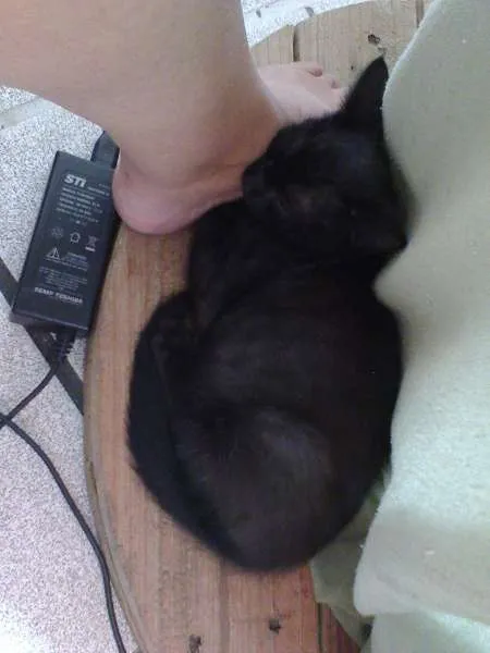Gato raça  idade 2 a 6 meses nome Pretinho