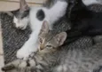 gato