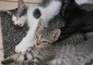 Gato raça  idade 2 a 6 meses nome gato