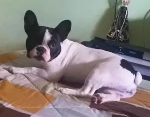 Cachorro raça Bulldog Francês idade 7 a 11 meses nome Ayla GRATIFICA