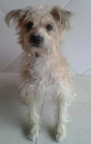 Cachorro ra a Desconhecida idade 7 a 11 meses nome Mel