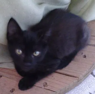 Gato raça  idade 2 a 6 meses nome Pretinho