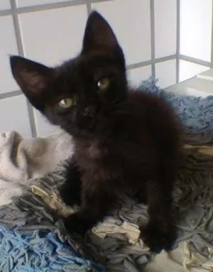 Gato raça  idade 2 a 6 meses nome Pretinho