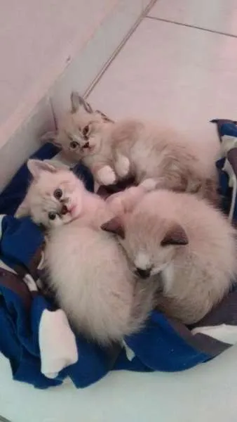 Gato ra a Indefinida idade 2 a 6 meses nome Sem nome