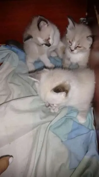Gato ra a Indefinida idade 2 a 6 meses nome Sem nome