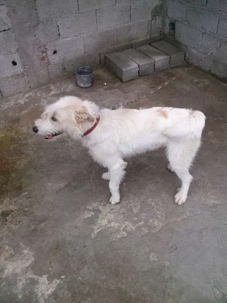 Cachorro ra a Vira-lata com Labrador idade 2 anos nome Marley