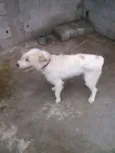 Marley