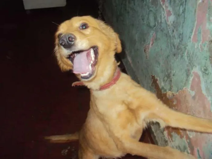 Cachorro ra a SRD idade 2 a 6 meses nome JUJUBA