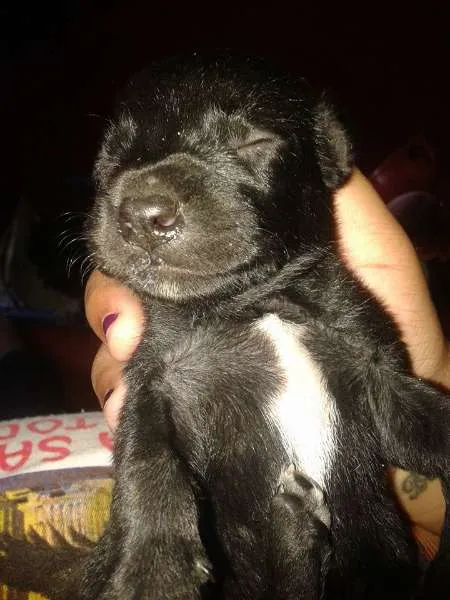 Cachorro ra a SRD idade Abaixo de 2 meses nome Sem nome