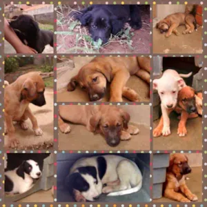 Cachorro raça vira lata idade Abaixo de 2 meses nome não tem