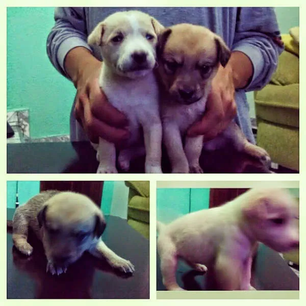 Cachorro ra a idade Abaixo de 2 meses nome meninas