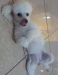 lilica
