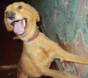 Cachorro raça SRD idade 2 a 6 meses nome JUJUBA