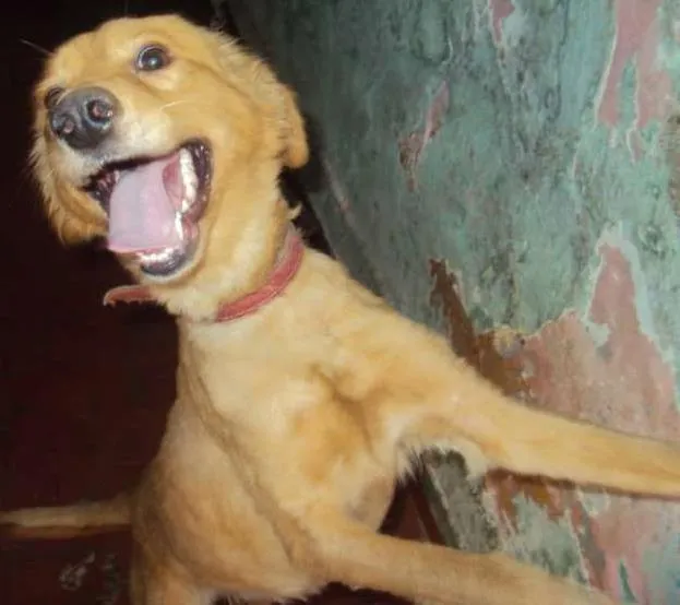 Cachorro ra a SRD idade 2 a 6 meses nome JUJUBA