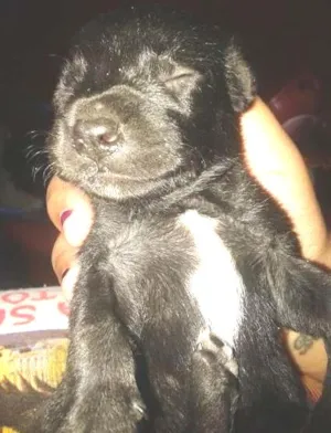 Cachorro raça SRD idade Abaixo de 2 meses nome Sem nome