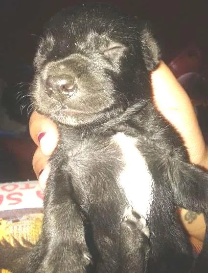 Cachorro ra a SRD idade Abaixo de 2 meses nome Sem nome