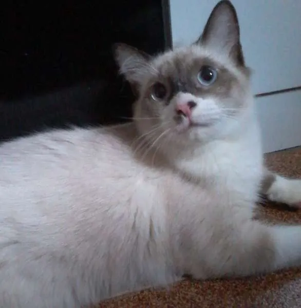 Gato raça SRD idade 7 a 11 meses nome Shanti