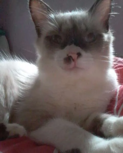 Gato raça SRD idade 7 a 11 meses nome Shanti