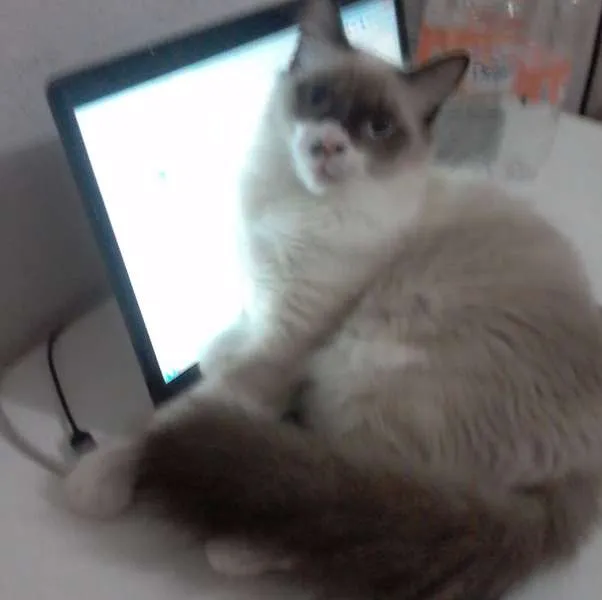 Gato raça SRD idade 7 a 11 meses nome Shanti
