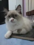 Shanti