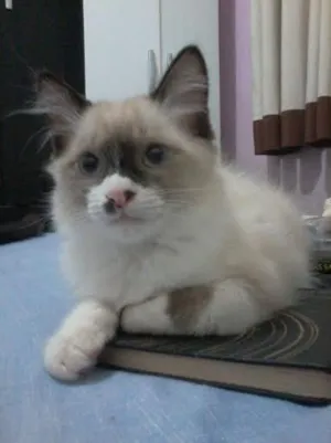 Gato raça SRD idade 7 a 11 meses nome Shanti