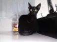 Pretinha