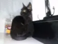 Pretinha