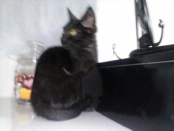 Gato ra a SDR idade 2 a 6 meses nome Pretinha