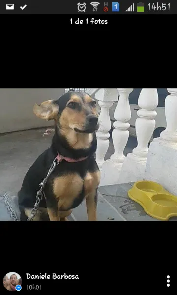 Cachorro ra a  idade 2 a 6 meses nome Leka
