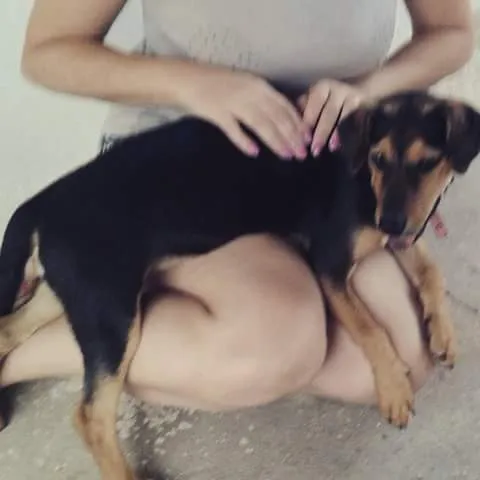 Cachorro ra a  idade 2 a 6 meses nome Leka