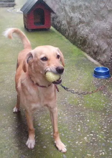 Cachorro ra a Labrador com poodle idade 2 anos nome Urso