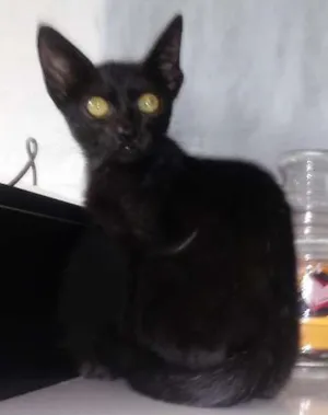 Gato raça SDR idade 2 a 6 meses nome Pretinha