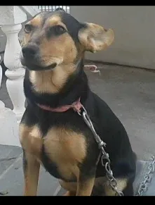 Cachorro raça  idade 2 a 6 meses nome Leka