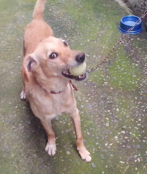Cachorro ra a Labrador com poodle idade 2 anos nome Urso