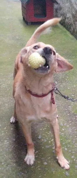 Cachorro ra a Labrador com poodle idade 2 anos nome Urso
