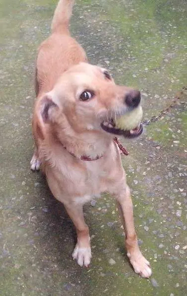 Cachorro ra a Labrador com poodle idade 2 anos nome Urso