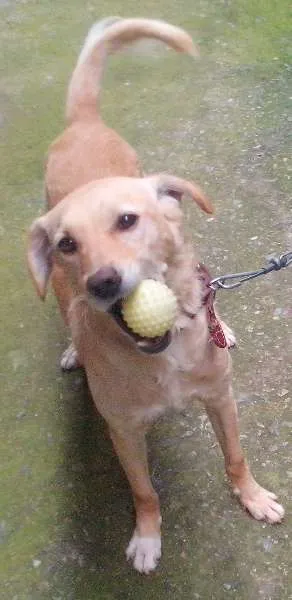 Cachorro ra a Labrador com poodle idade 2 anos nome Urso