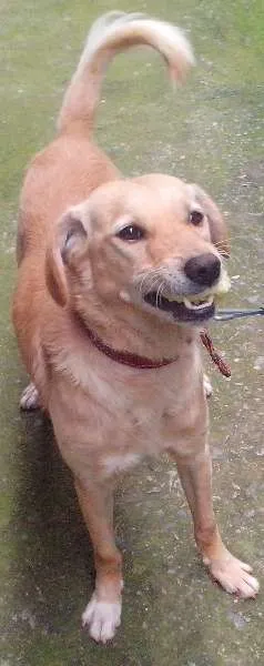 Cachorro ra a Labrador com poodle idade 2 anos nome Urso