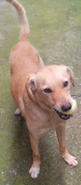 Cachorro ra a Labrador com poodle idade 2 anos nome Urso