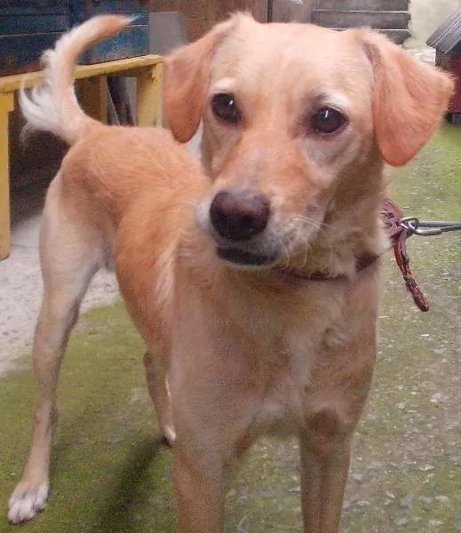 Cachorro ra a Labrador com poodle idade 2 anos nome Urso