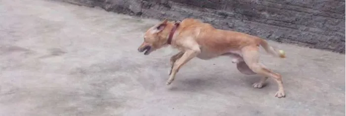 Cachorro ra a Labrador com poodle idade 2 anos nome Urso