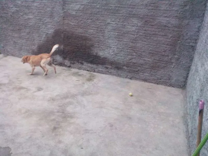 Cachorro ra a Labrador com poodle idade 2 anos nome Urso