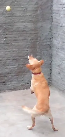 Cachorro ra a Labrador com poodle idade 2 anos nome Urso